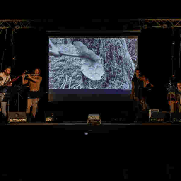 Η κατάρα του πεύκου